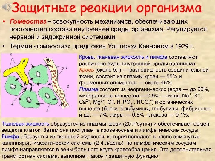 Защитные реакции организма Гомеостаз – совокупность механизмов, обеспечивающих постоянство состава