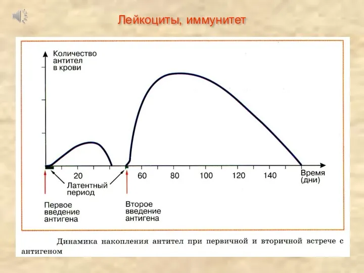 Лейкоциты, иммунитет