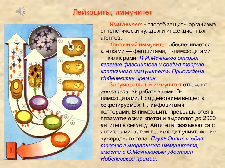 Иммунитет - способ защиты организма от генетически чуждых и инфекционных агентов. Клеточный иммунитет