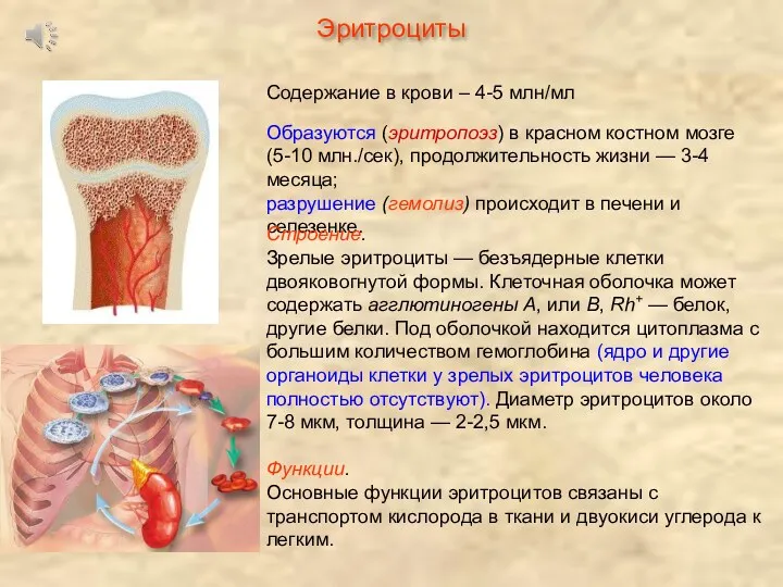 Эритроциты Образуются (эритропоэз) в красном костном мозге (5-10 млн./сек), продолжительность жизни — 3-4