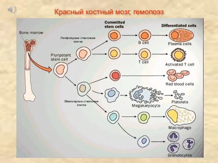 Лимфоидные стволовые клетки Миелоидные стволовые клетки Красный костный мозг, гемопоэз