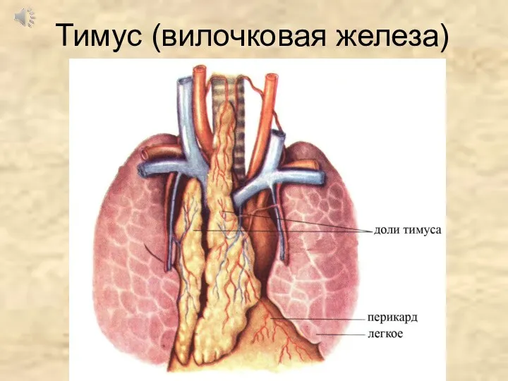 Тимус (вилочковая железа)