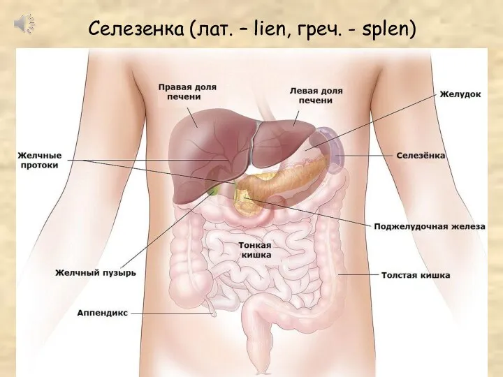 Селезенка (лат. – lien, греч. - splen)