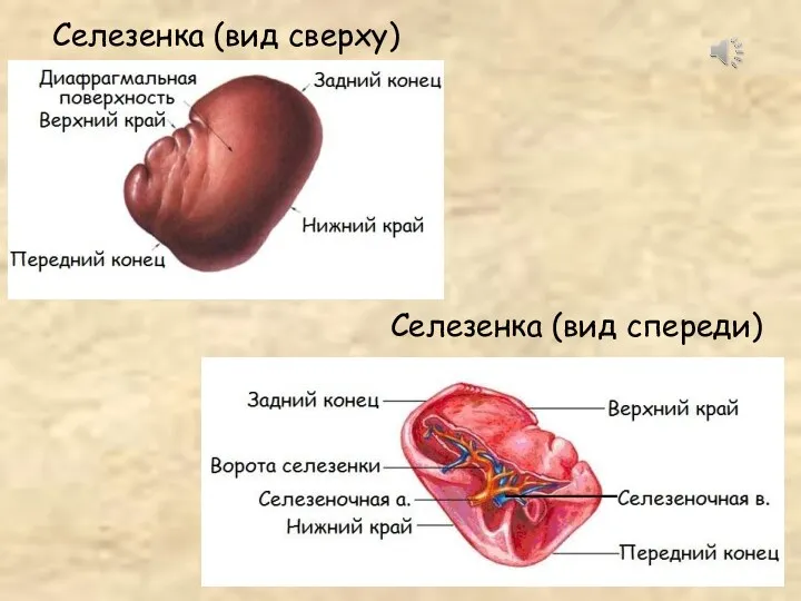 Селезенка (вид сверху) Селезенка (вид спереди)