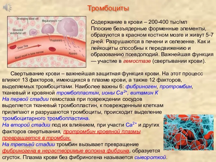 Тромбоциты Содержание в крови – 200-400 тыс/мл Плоские безъядерные форменные элементы, образуются в