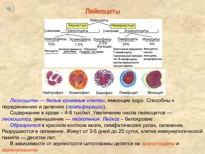 Лейкоциты Лейкоциты — белые кровяные клетки, имеющие ядро. Способны к передвижению и делению