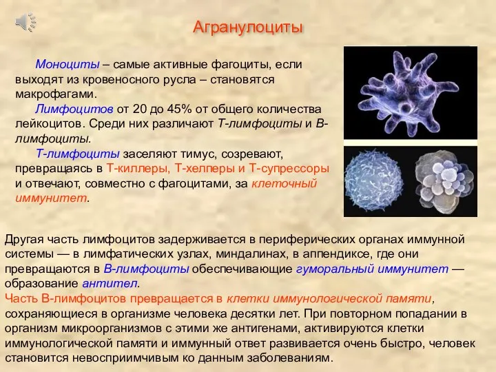 Моноциты – самые активные фагоциты, если выходят из кровеносного русла – становятся макрофагами.