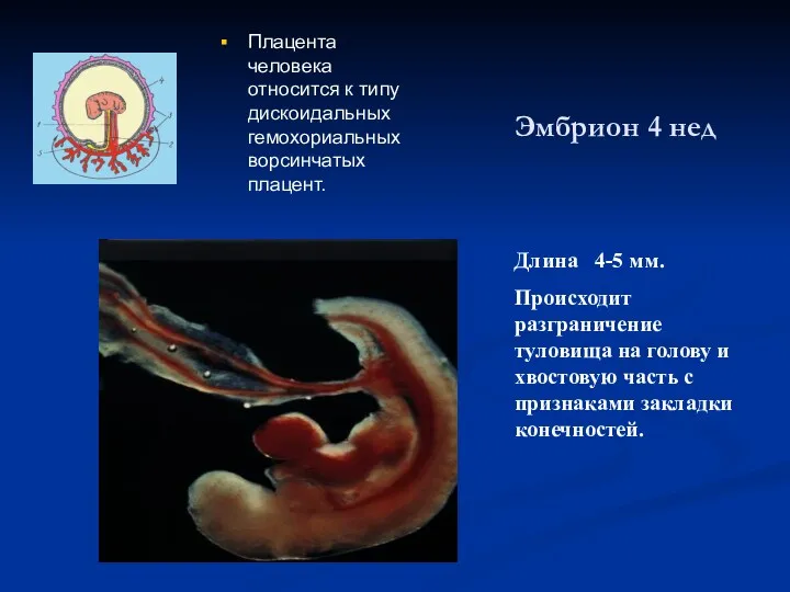 Эмбрион 4 нед Длина 4-5 мм. Происходит разграничение туловища на