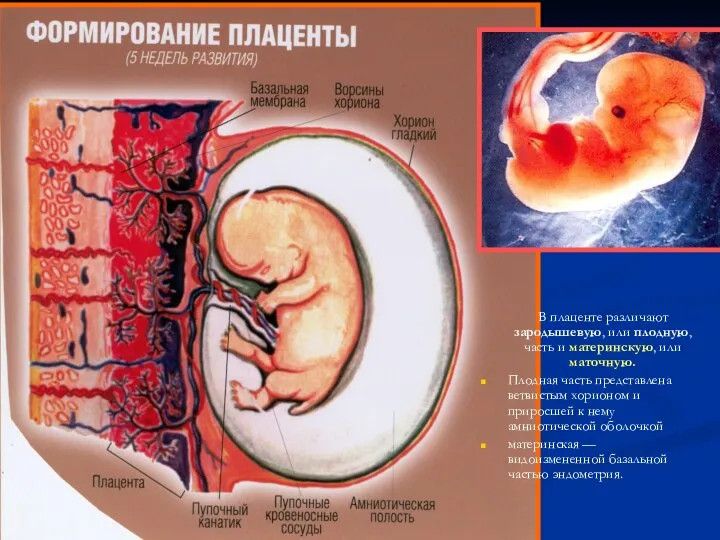 В плаценте различают зародышевую, или плодную, часть и материнскую, или