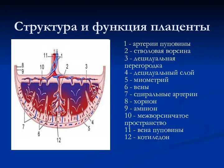 Структура и функция плаценты 1 - артерии пуповины 2 -