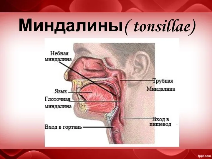 Миндалины( tonsillae)