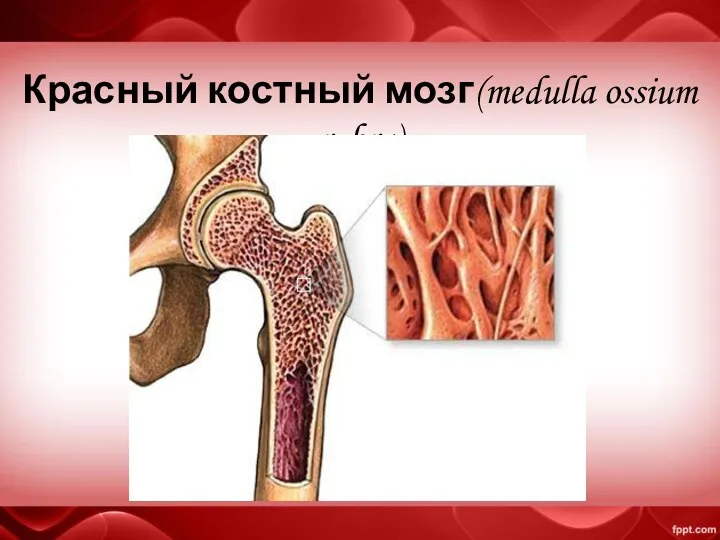 Красный костный мозг(medulla ossium rubra)