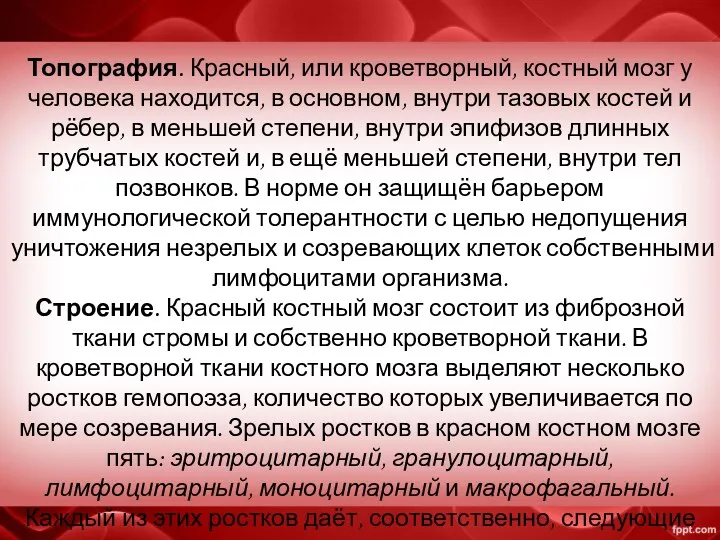 Топография. Красный, или кроветворный, костный мозг у человека находится, в