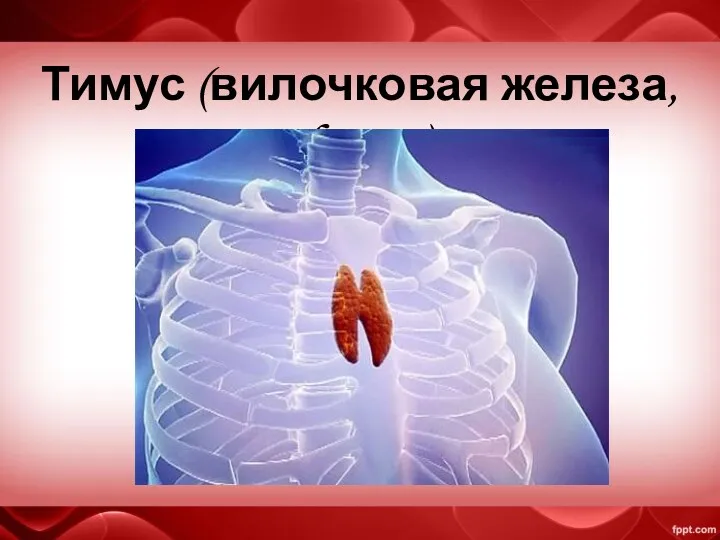 Тимус (вилочковая железа, thymus)