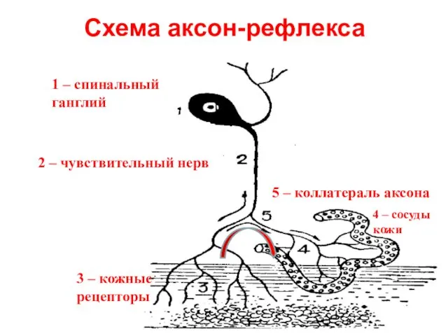 Схема аксон-рефлекса 1 – спинальный ганглий 2 – чувствительный нерв