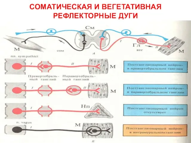 СОМАТИЧЕСКАЯ И ВЕГЕТАТИВНАЯ РЕФЛЕКТОРНЫЕ ДУГИ