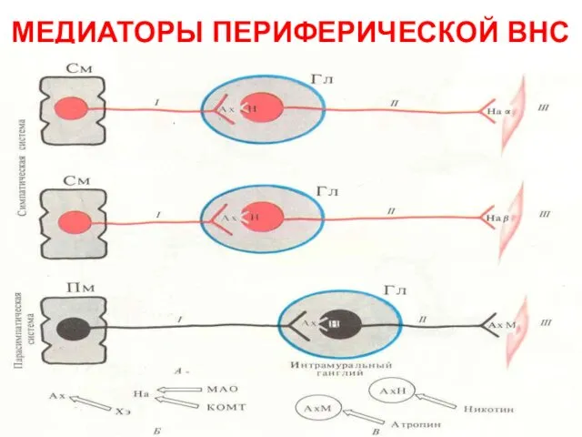 МЕДИАТОРЫ ПЕРИФЕРИЧЕСКОЙ ВНС