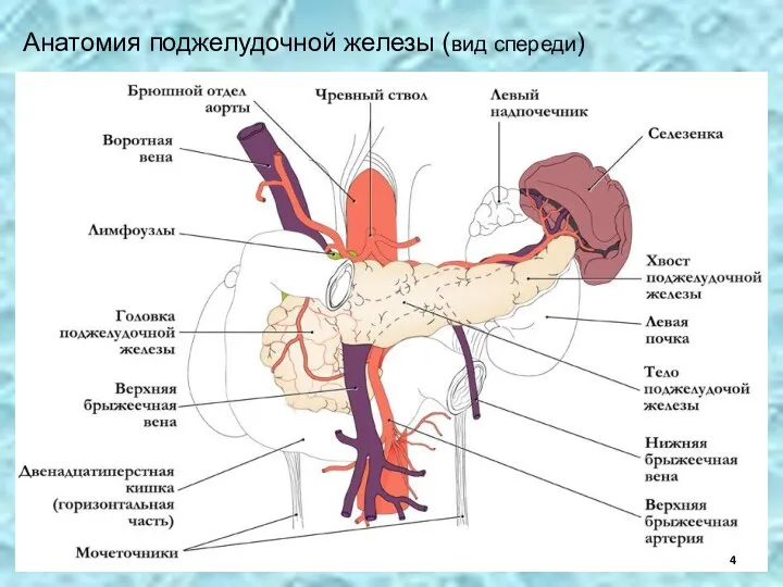Анатомия поджелудочной железы (вид спереди)