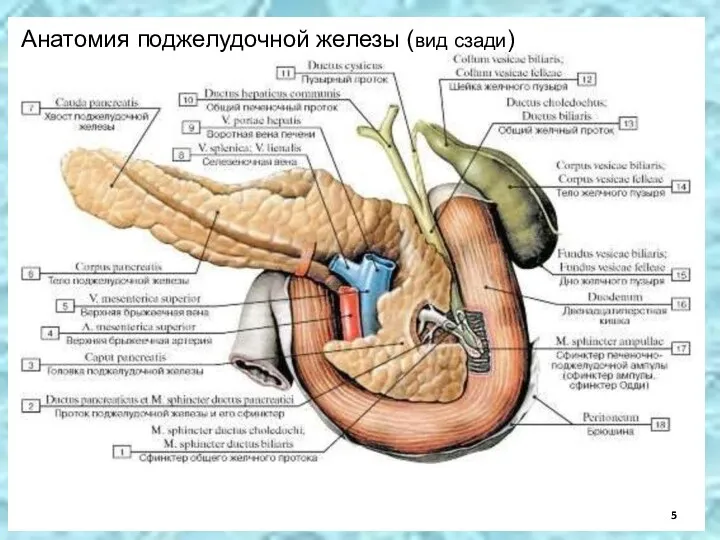 Анатомия поджелудочной железы (вид сзади)