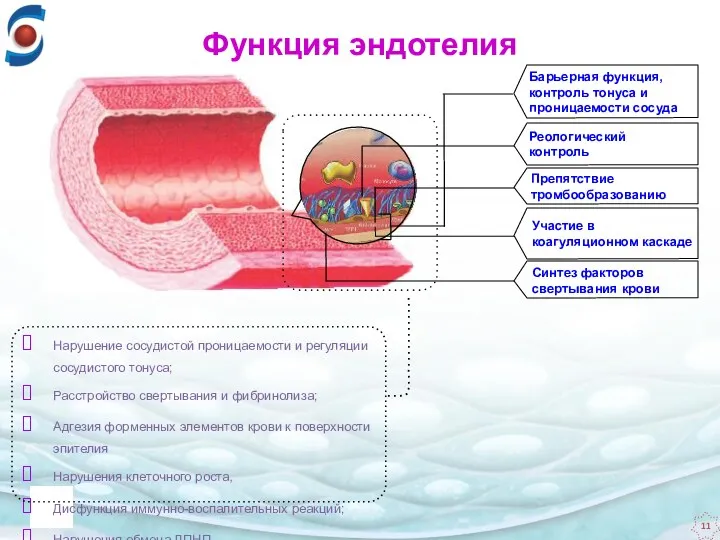 Барьерная функция, контроль тонуса и проницаемости сосуда Реологический контроль Препятствие