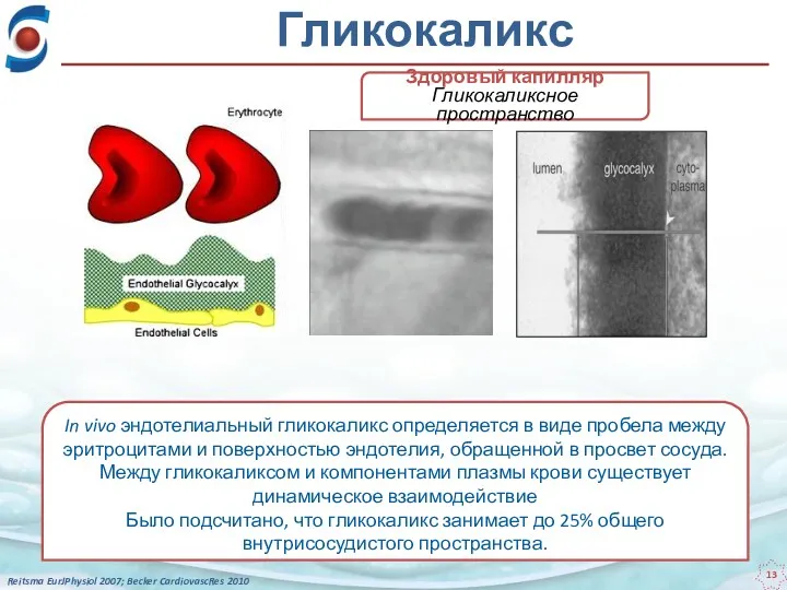 In vivo эндотелиальный гликокаликс определяется в виде пробела между эритроцитами