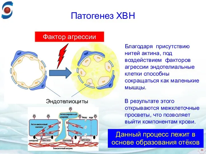 Эндотелиоциты Благодаря присутствию нитей актина, под воздействием факторов агрессии эндотелиальные