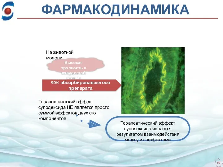 На животной модели 90% абсорбировавшегося препарата Высокая тропность к сосудистой