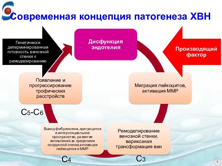 С4 С3 Современная концепция патогенеза ХВН С5-С6