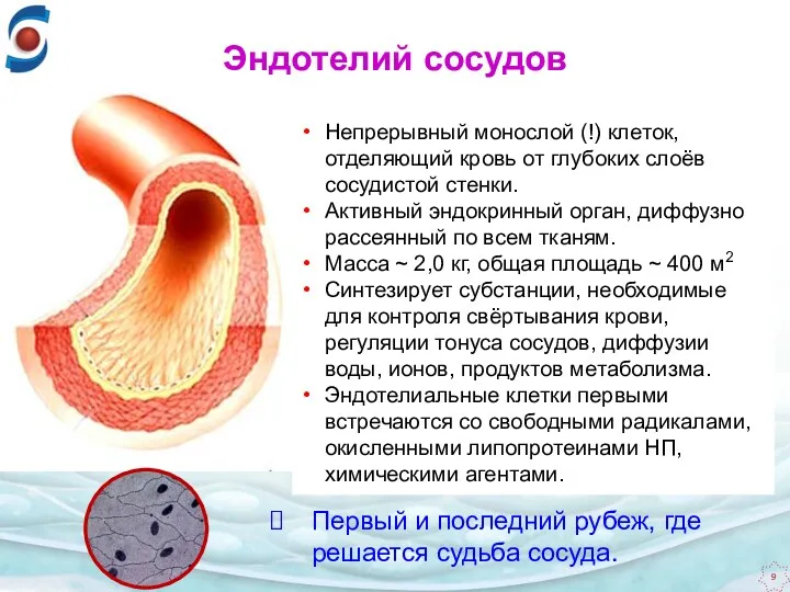 Эндотелий сосудов Непрерывный монослой (!) клеток, отделяющий кровь от глубоких