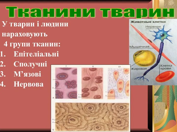 У тварин і людини нараховують 4 групи тканин: Епітеліальні Сполучні М’язові Нервова Тканини тварин