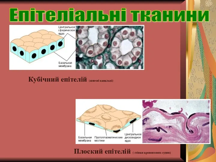 Кубічний епітелій (жовчні канальці) Плоский епітелій ( стінки кровоносних судин) Епітеліальні тканини