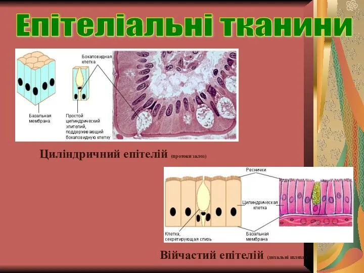 Циліндричний епітелій (протоки залоз) Війчастий епітелій (дихальні шляхи) Епітеліальні тканини