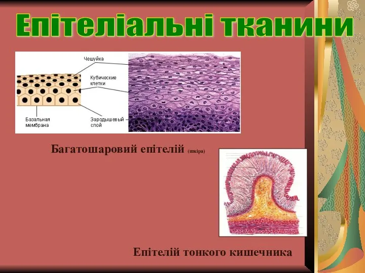 Багатошаровий епітелій (шкіра) Епітеліальні тканини Епітелій тонкого кишечника