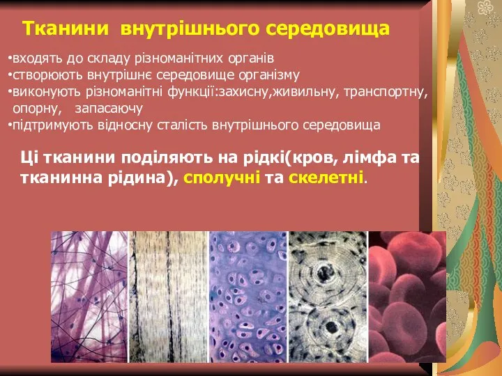 Тканини внутрішнього середовища входять до складу різноманітних органів створюють внутрішнє