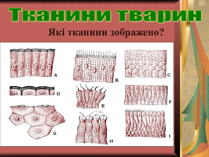 Тканини тварин Які тканини зображено?