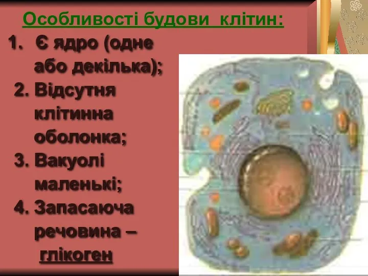 Особливості будови клітин: Є ядро (одне або декілька); 2. Відсутня