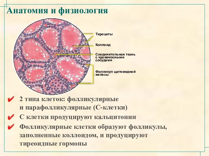Анатомия и физиология 2 типа клеток: фолликулярные и парафолликулярные (С-клетки) С клетки продуцируют