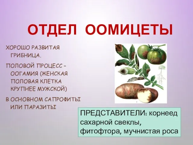 ОТДЕЛ ООМИЦЕТЫ ХОРОШО РАЗВИТАЯ ГРИБНИЦА. ПОЛОВОЙ ПРОЦЕСС – ООГАМИЯ (ЖЕНСКАЯ