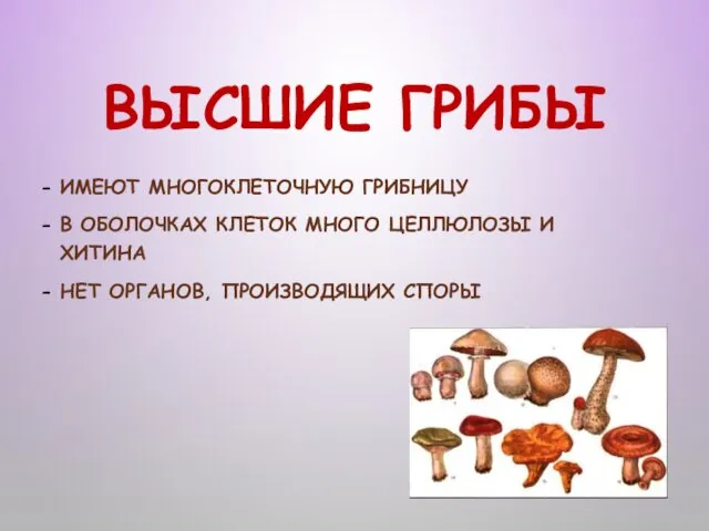 ВЫСШИЕ ГРИБЫ ИМЕЮТ МНОГОКЛЕТОЧНУЮ ГРИБНИЦУ В ОБОЛОЧКАХ КЛЕТОК МНОГО ЦЕЛЛЮЛОЗЫ И ХИТИНА НЕТ ОРГАНОВ, ПРОИЗВОДЯЩИХ СПОРЫ