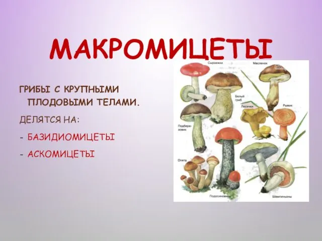 МАКРОМИЦЕТЫ ГРИБЫ С КРУПНЫМИ ПЛОДОВЫМИ ТЕЛАМИ. ДЕЛЯТСЯ НА: БАЗИДИОМИЦЕТЫ АСКОМИЦЕТЫ