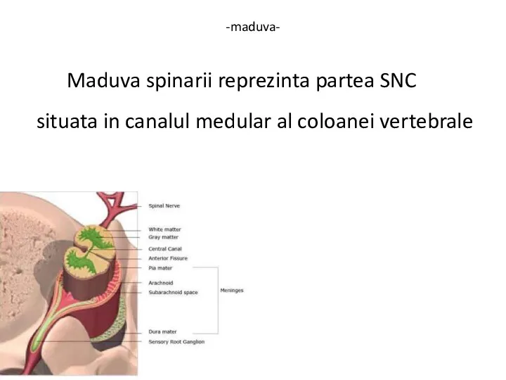 -maduva- Maduva spinarii reprezinta partea SNC situata in canalul medular al coloanei vertebrale