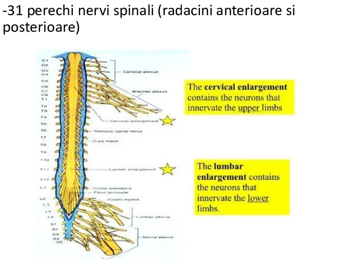 -31 perechi nervi spinali (radacini anterioare si posterioare)