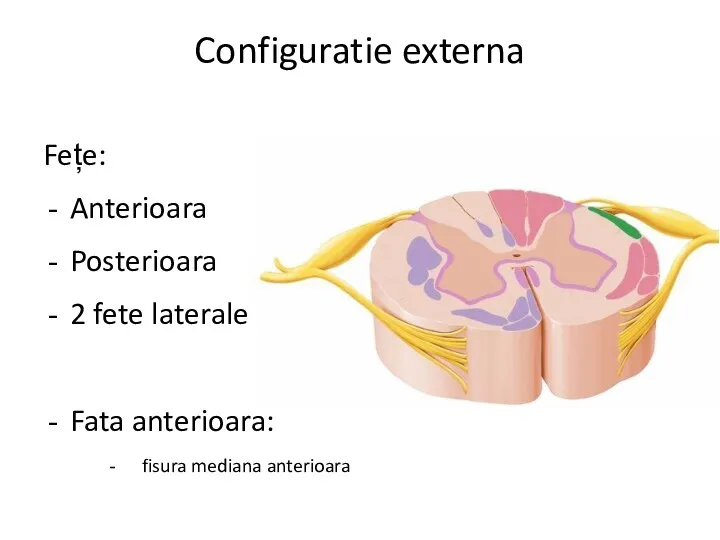 Configuratie externa Fețe: Anterioara Posterioara 2 fete laterale Fata anterioara: fisura mediana anterioara