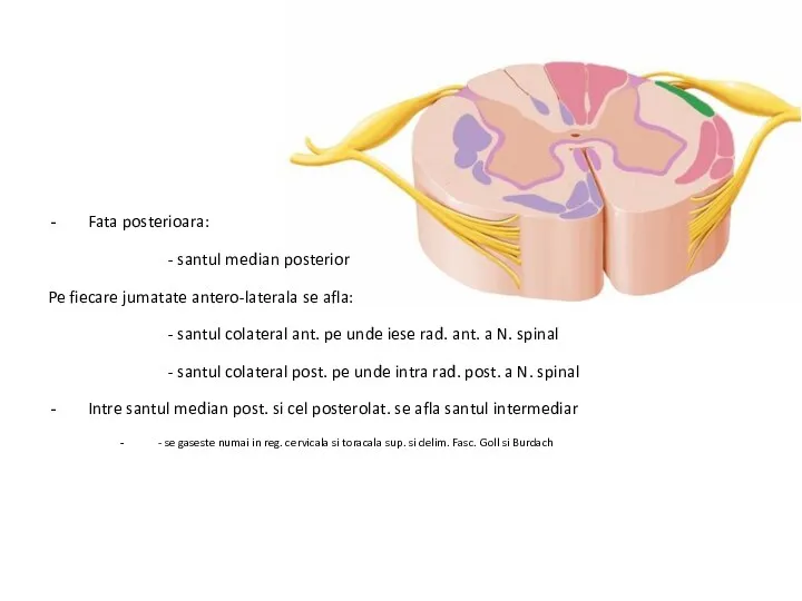 Fata posterioara: - santul median posterior Pe fiecare jumatate antero-laterala