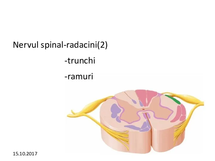 Nervul spinal-radacini(2) -trunchi -ramuri 15.10.2017