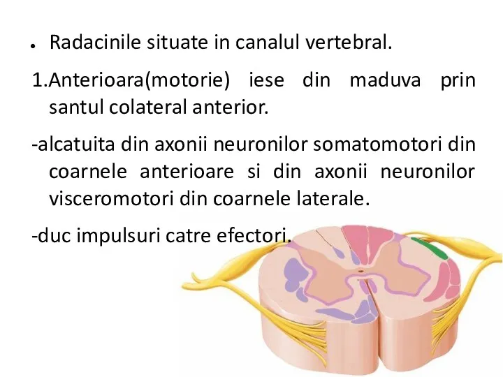 Radacinile situate in canalul vertebral. 1.Anterioara(motorie) iese din maduva prin