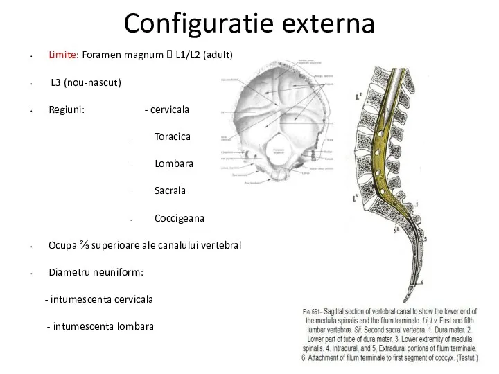 Configuratie externa Limite: Foramen magnum ? L1/L2 (adult) L3 (nou-nascut)
