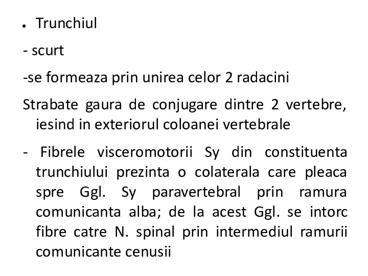 Trunchiul - scurt -se formeaza prin unirea celor 2 radacini