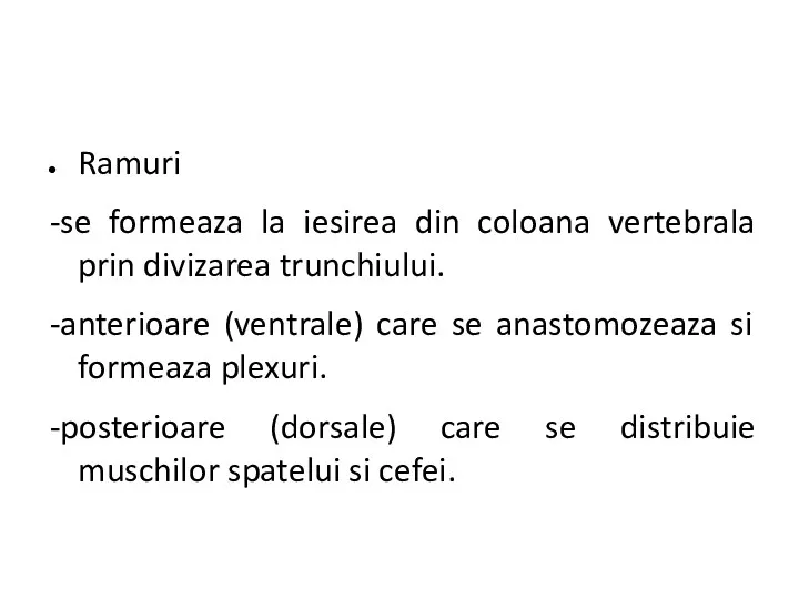 Ramuri -se formeaza la iesirea din coloana vertebrala prin divizarea