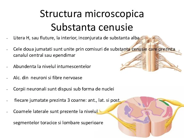 Structura microscopica Substanta cenusie Litera H, sau fluture, la interior,